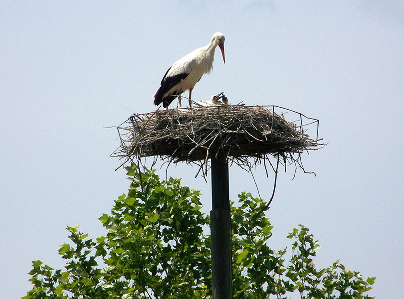 Easy Boat Palavas. Location de bateaux sans permis à Palavas les Flots. Promenade en mer ou sur les canaux. Forfait pêche. Idéal pour les couples et les familles.