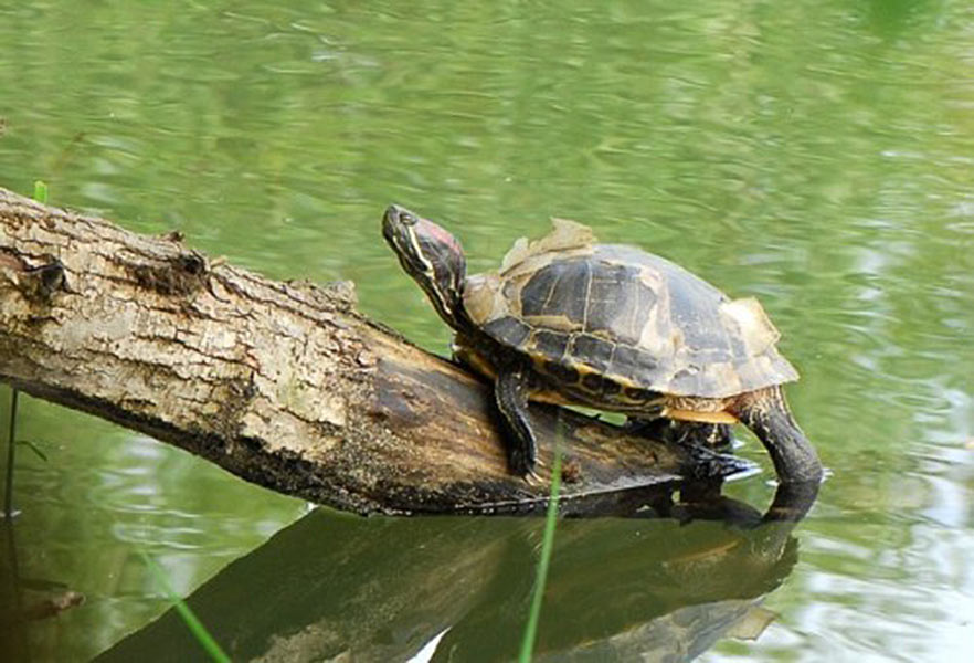 Easy Boat Palavas. Location de bateaux sans permis à Palavas les Flots. Promenade en mer ou sur les canaux. Forfait pêche. Idéal pour les couples et les familles.