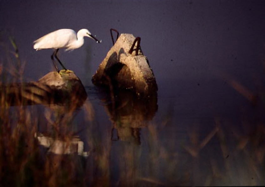 Easy Boat Palavas. Location de bateaux sans permis à Palavas les Flots. Promenade en mer ou sur les canaux. Forfait pêche. Idéal pour les couples et les familles.